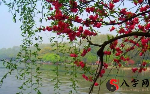 梦见雨水淋湿花草